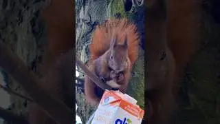 Eichhörnchen zum Verlieben 😍|  adorable sweetheart squirrel 