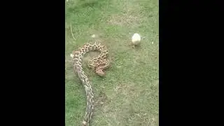 Python with chicken @python