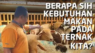 menghitung kebutuhan makan atau ransum ternak kita