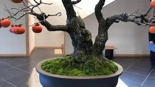 OMIYA BONSAI 大宮盆栽美術館　日本盆栽作家協会展