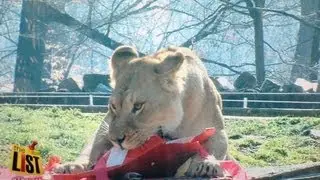 'Love is Wild' and 'Sex at the Maryland Zoo'