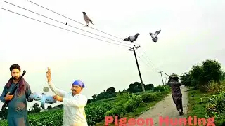Pigeon Hunting With Airgun ||