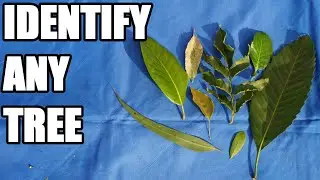 Use this Method to Identify Trees (Leaf Margins & Leaf Scent)