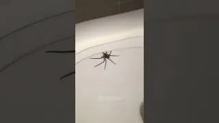 Сюрприз так сюрприз