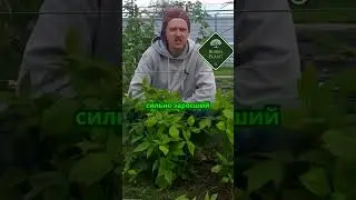 Как нормировка влияет на качество урожая малины_ #огород #сад