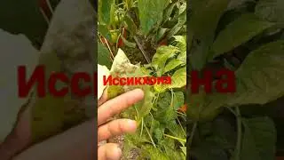Иссикхонада балгар калампир этиштириш ва кассаликлари хакида