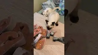 Хвостатые наглецы #cat #кот