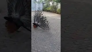 Peacock/ Peafowl Dance Show