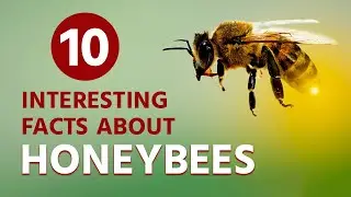 Bee Amazed: 10 Honeybee Facts That Will Blow Your Mind | The Animal Explorer 
