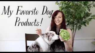 My Favorite Dog Products!