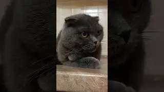 В кожній...🤔 #catsofyoutube #смішнівідео #scottishfold