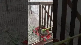 нарезка травы