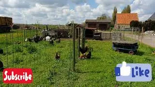 Tavuklar hindiler sonunda karantinadan çıktılar ! 🐓🦃