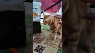 кот АЛЕКС ❤❤ Кусь Кусь 😅