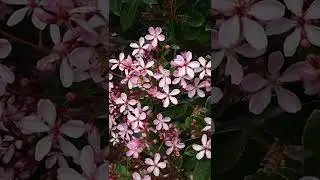Bees in 720p 960fps slowmo