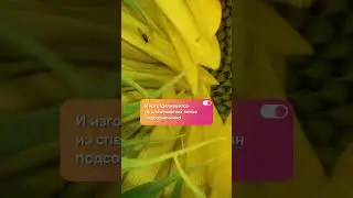 Открытие новой эры подсолнечного масла в Краснодаре