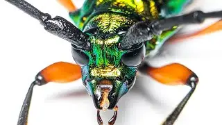 The Most Beautiful Longhorn I've Ever Caught Cleaning Itself!