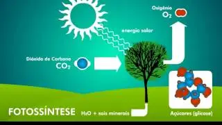 Carbono e vida