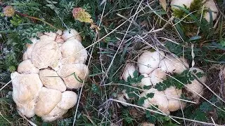 CALOCYBE GANBOSA  mayo 2017
