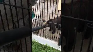 Самый большой Медведь с острова…