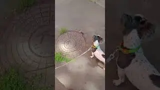 Бивер после стрижки