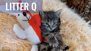 SKOGBERG CATTERY | NORWEGIAN FOREST CATS. Sweet kids | Litter Q