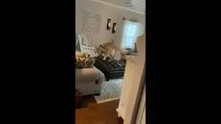 Cute Toy Poodle - Funny and Cute Cat & Dog Videos Compilation