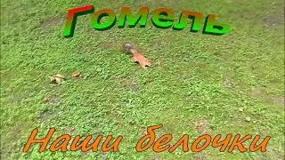 Гомель.  Наши белочки