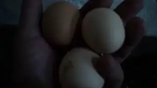 Во сколько начинают яйцекладку куры.