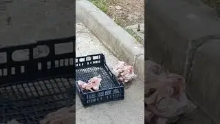 See how the dog keeps its food
