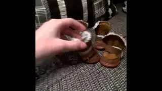 Обзор угги для собак