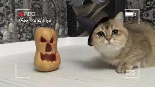 Счастливого Хэллоуина!