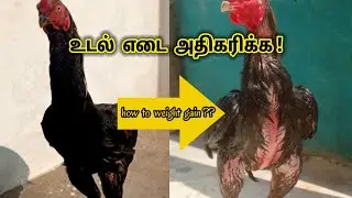 உடல் எடை அதிகரிக்க !!💪🐓💯 #தமிழில் #pft❤️ @PetsFoldertamil