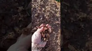 КОРА. МУЛЬЧА. ОПИЛКИ. СТРУЖКА.