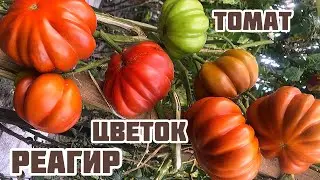 Томат «Цветок Реагир»завораживает красотой!