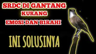 Rawatan srdc kurang em0si dan B1rahi saat di gantang || ini solusinya