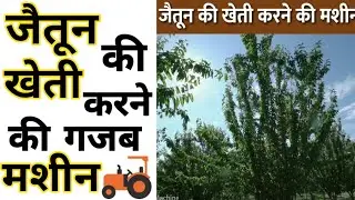 जैतून की खेती करने की गजब मशीन #shorts  | agriculture machine in india |