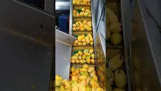 Automatic Mango Juice Machine #food #viral #shorts