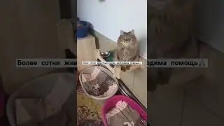 #домашнийприютмилосердие Будем благородны за помощь🙏🏼+79278920802