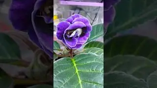 Не верю своим глазам 😳😳😳 глоксинии