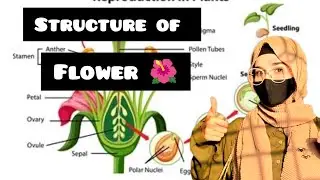 Structure of Flower ❗