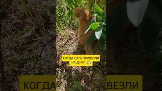 как то все тут не по богатому 🫢когда кота привезли на дачу🐈 