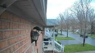 poor bird