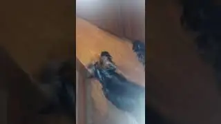 Маленькие йорики