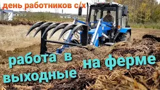 Трудимся в выходные. Быки без воды- не дела ! День работника с/х