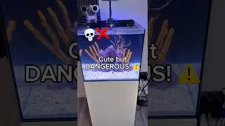 How this cute fish is DANGEROUS!!