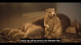 South Australian Biodiversity Gallery - Temperate South Australia