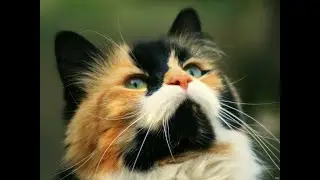 Котики зажигают!