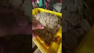 Proses Keropok dengan mesin Pemotong Keropok Keping #keropoklekor #keropok #proseskeropoklekor