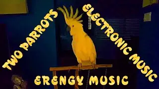 Two Parrots Electronic Music Cheerful Video Clip Erengy